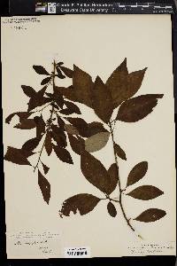 Ilex longipes image