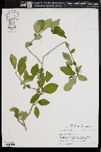 Ilex longipes image