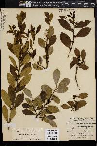 Ilex lucida image