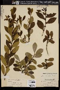 Ilex lucida image