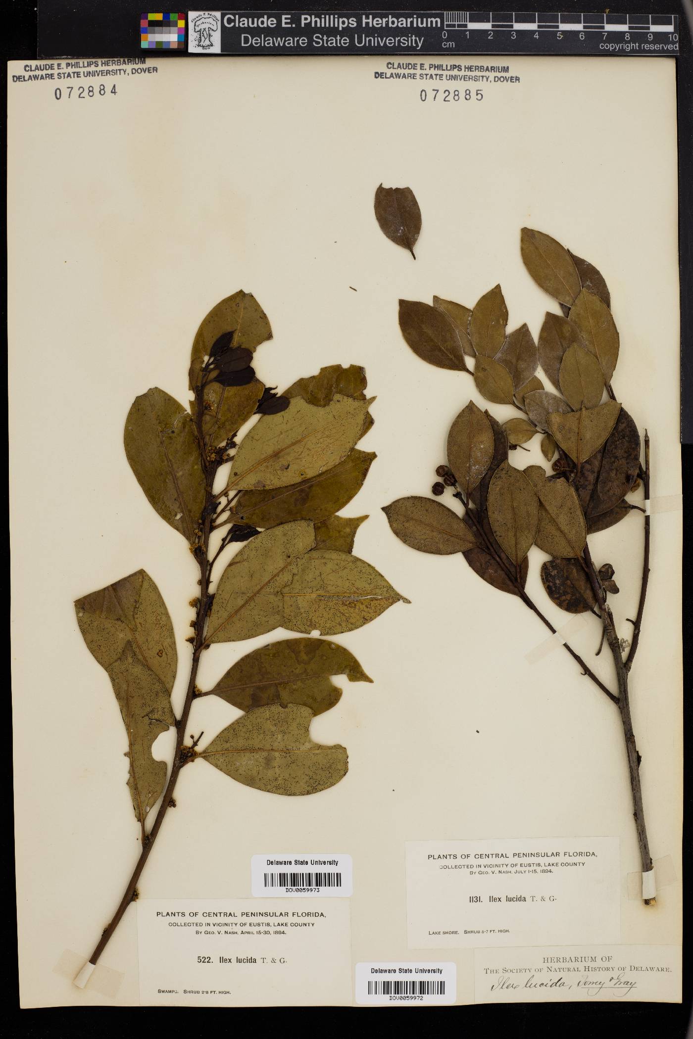 Ilex lucida image