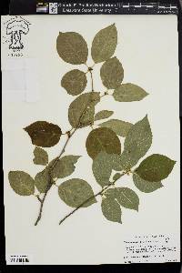 Ilex montana image