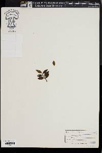Ilex rugosa image