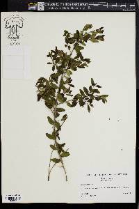 Ilex vomitoria image