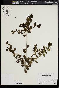 Ilex vomitoria image