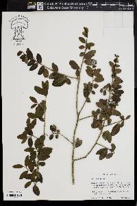 Ilex vomitoria image