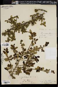 Ilex vomitoria image