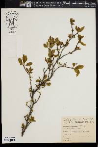 Ilex mucronata image