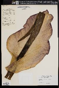 Amorphophallus konjac image