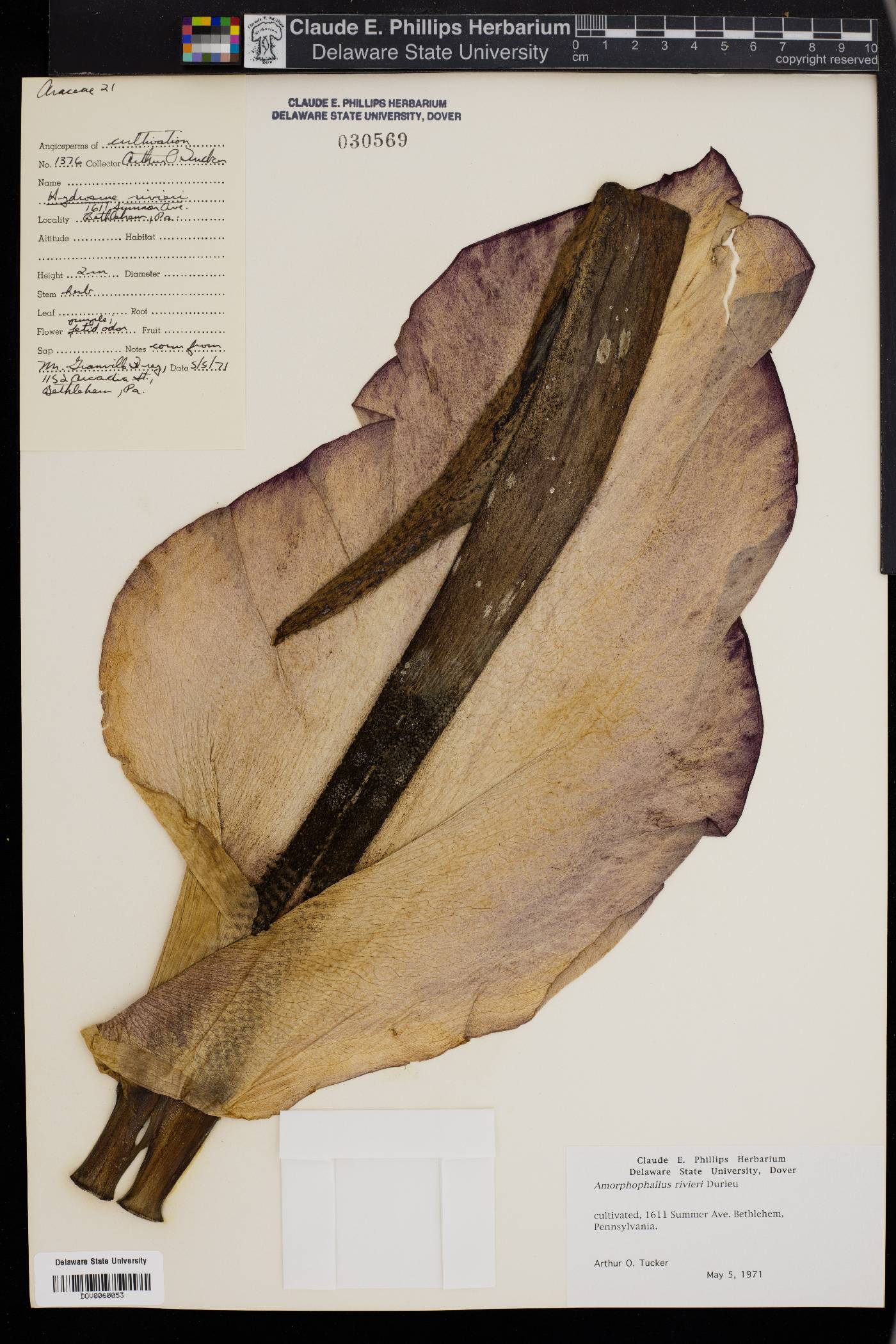 Amorphophallus konjac image