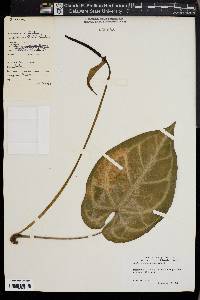 Anthurium magnificum image