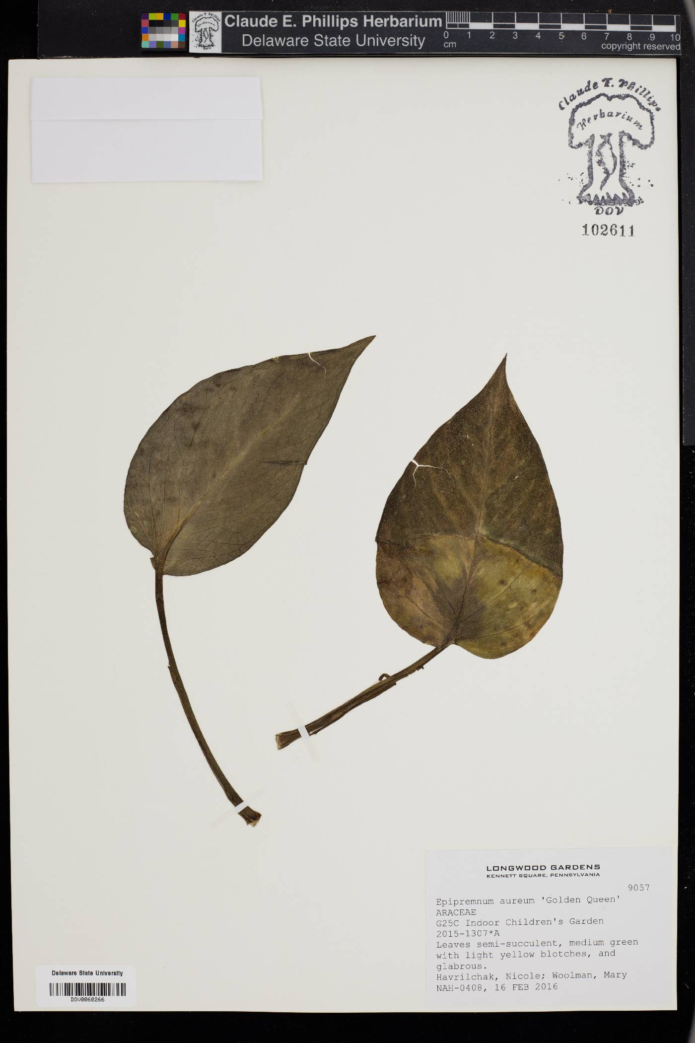 Epipremnum aureum image