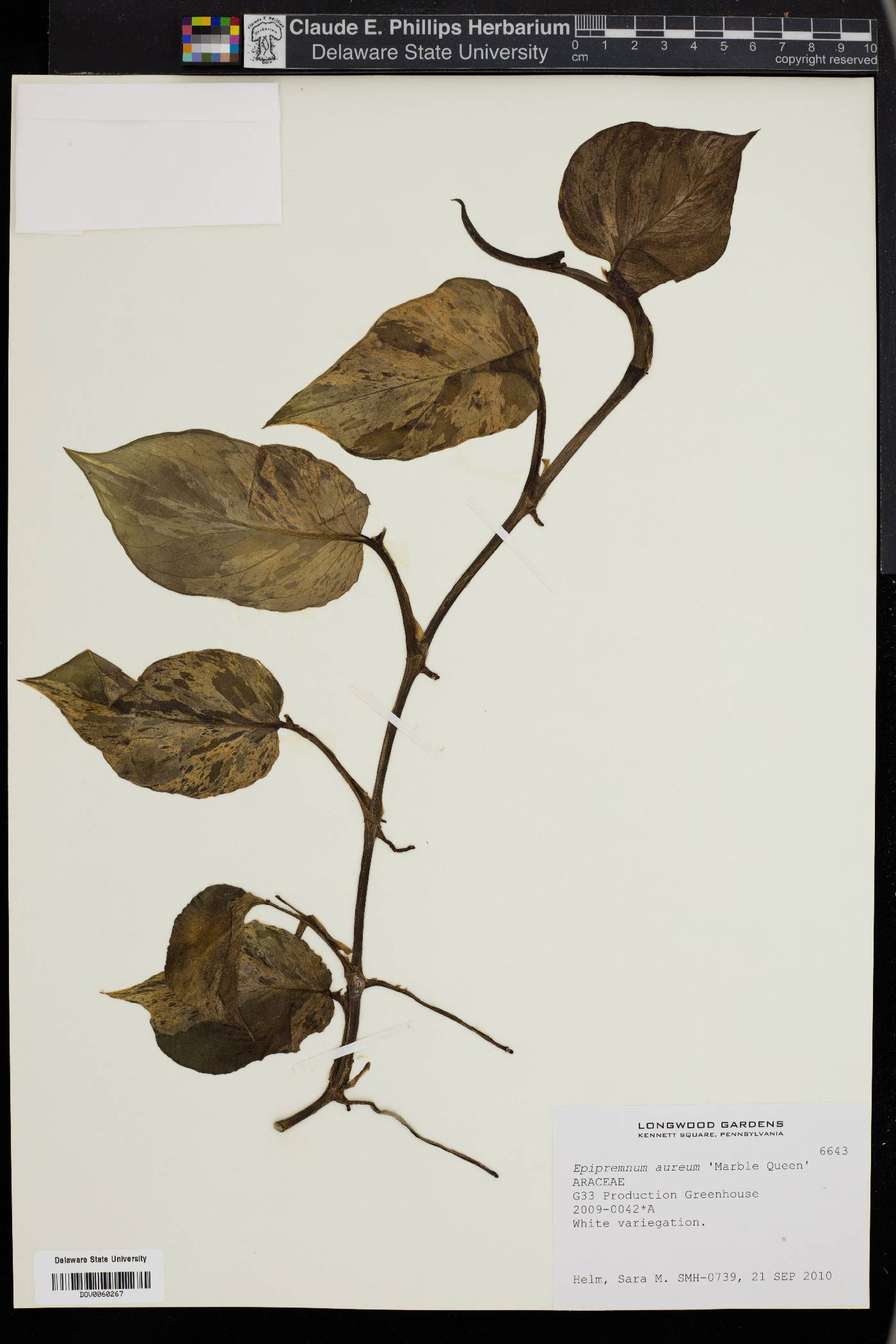 Epipremnum aureum image