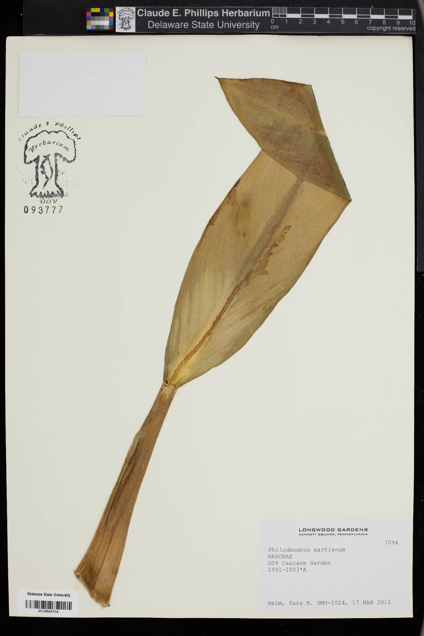 Philodendron martianum image
