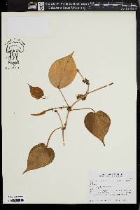 Philodendron squamiferum image