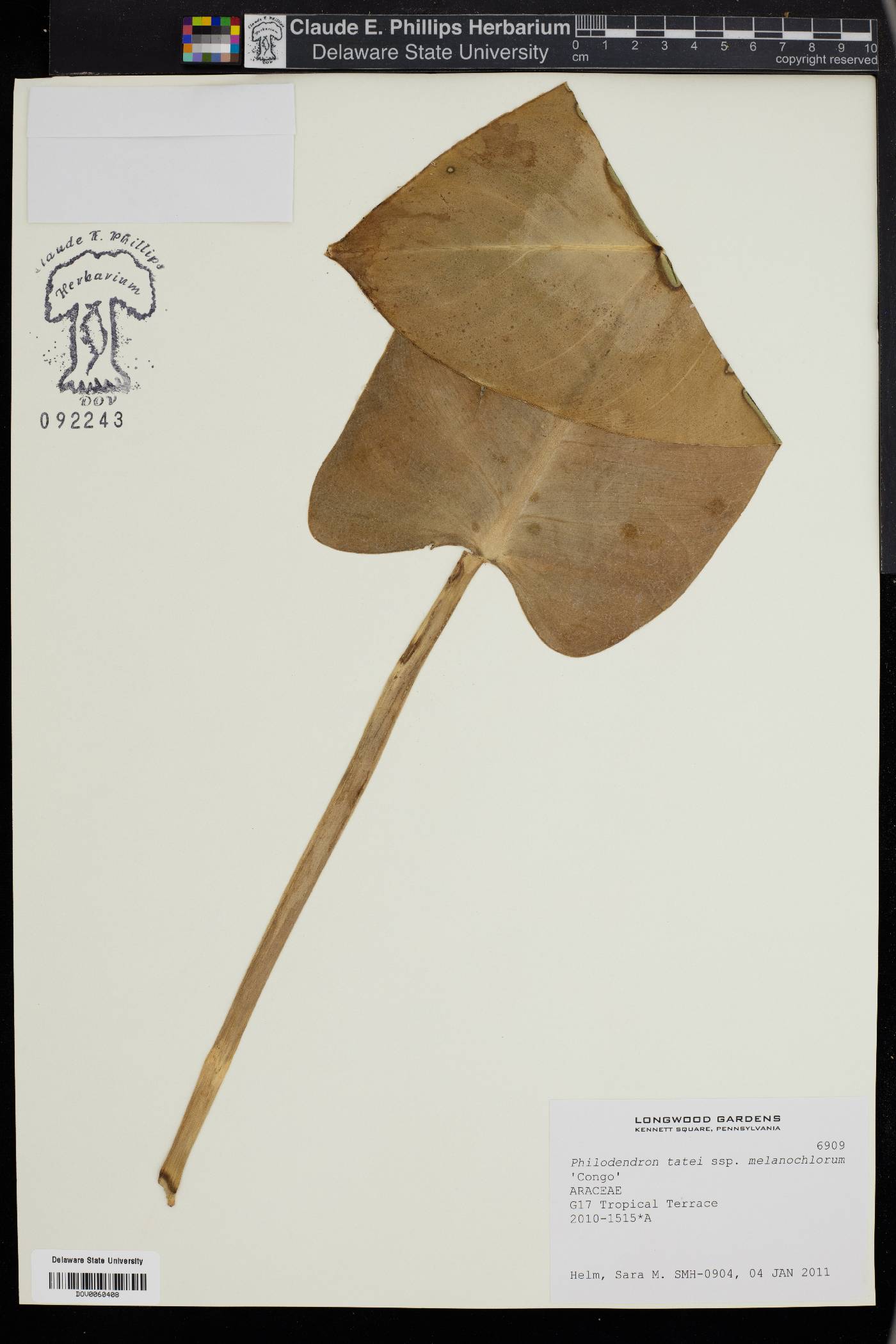 Philodendron tatei image