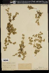 Gossypianthus tenuiflorus image