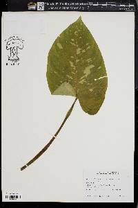 Media resource of Schismatoglottis neoguineensis