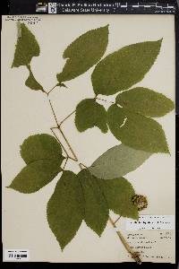 Aralia nudicaulis image