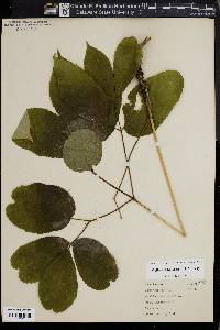 Aralia nudicaulis image