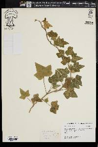 Hedera helix image