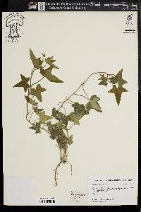 Hedera helix image