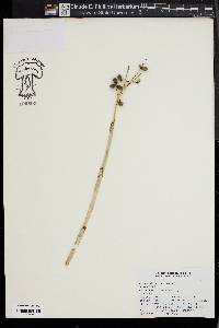 Chamaedorea cataractarum image