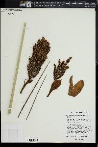 Rhapidophyllum hystrix image