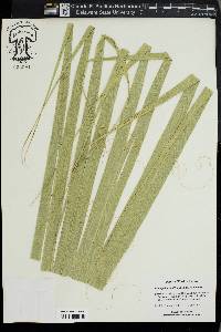 Sabal palmetto image