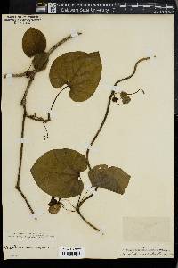 Aristolochia macrophylla image