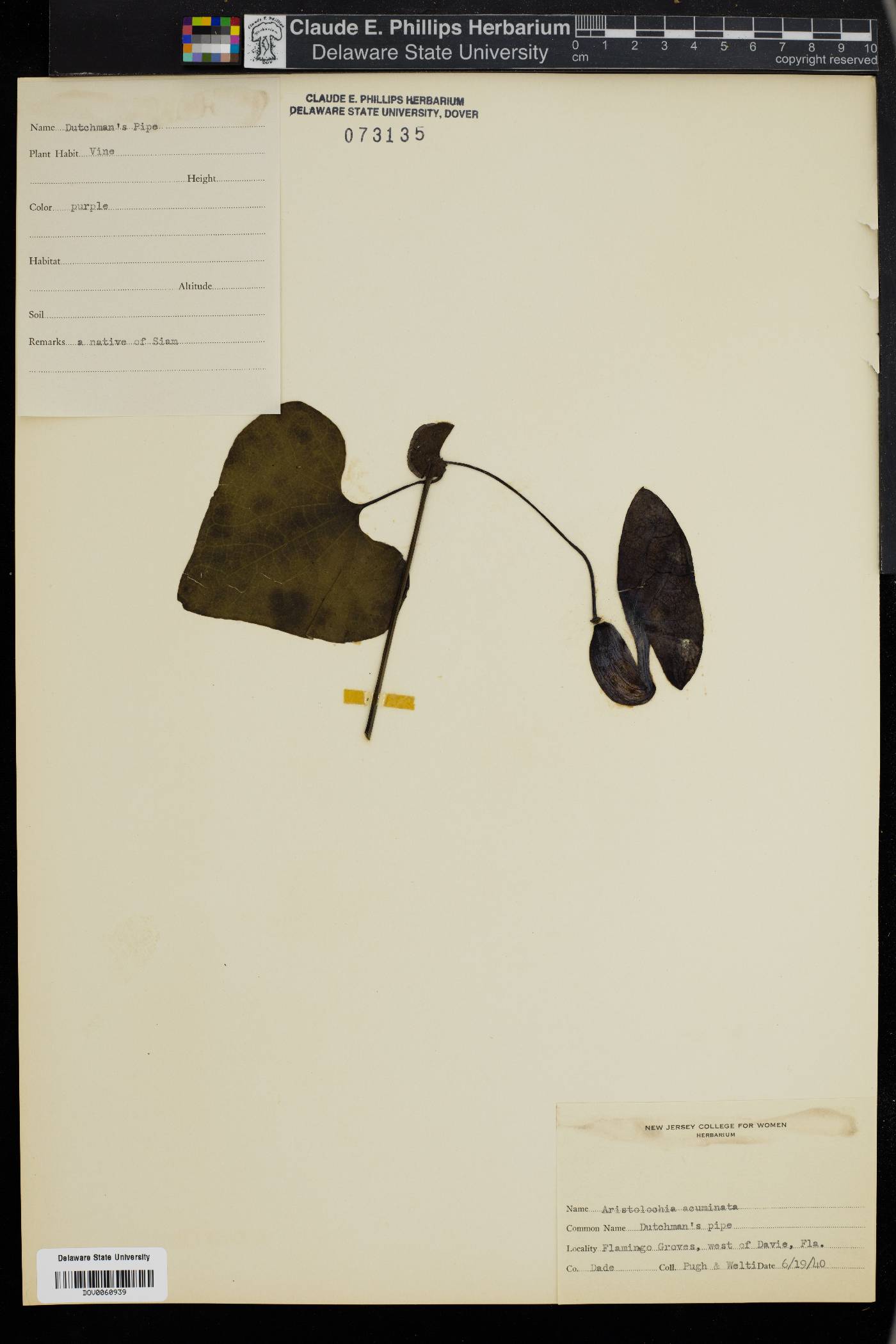 Aristolochia acuminata image