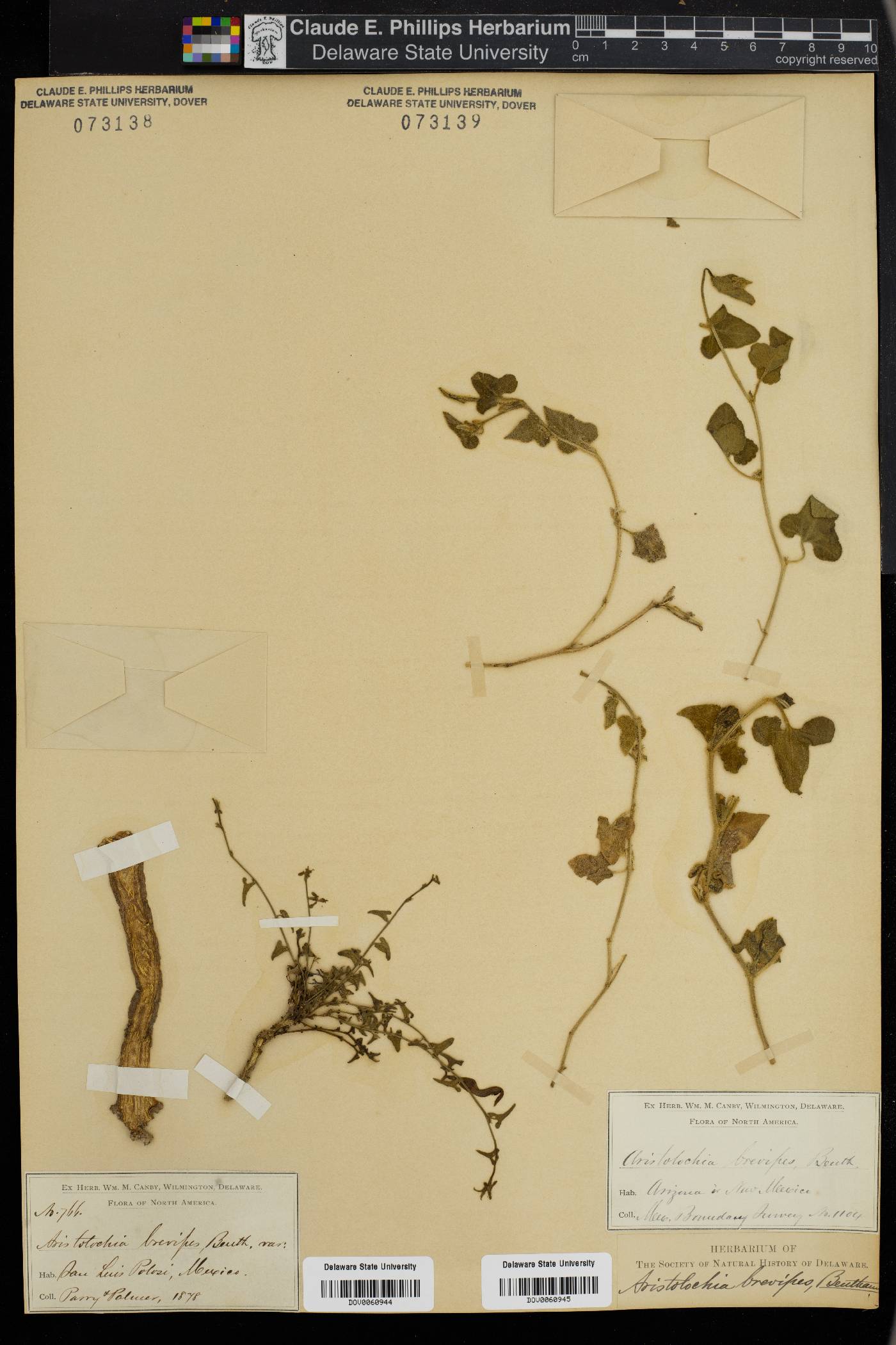Aristolochia brevipes image