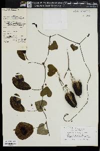 Aristolochia elegans image