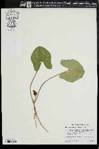 Hexastylis arifolia image