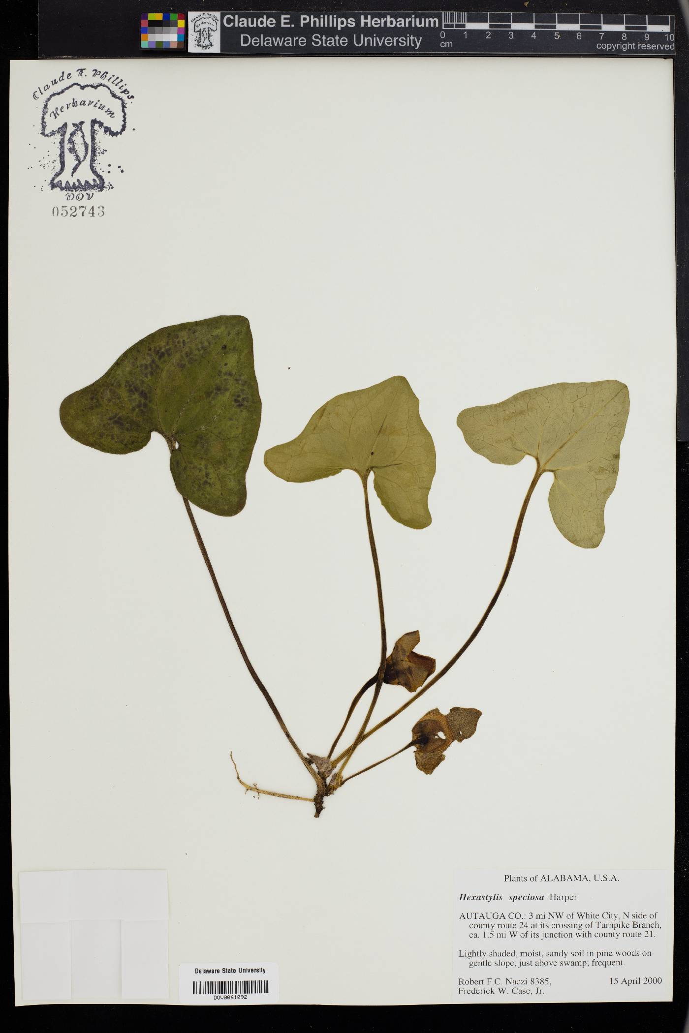 Asarum speciosum image