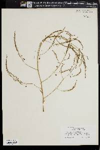 Asparagus officinalis image