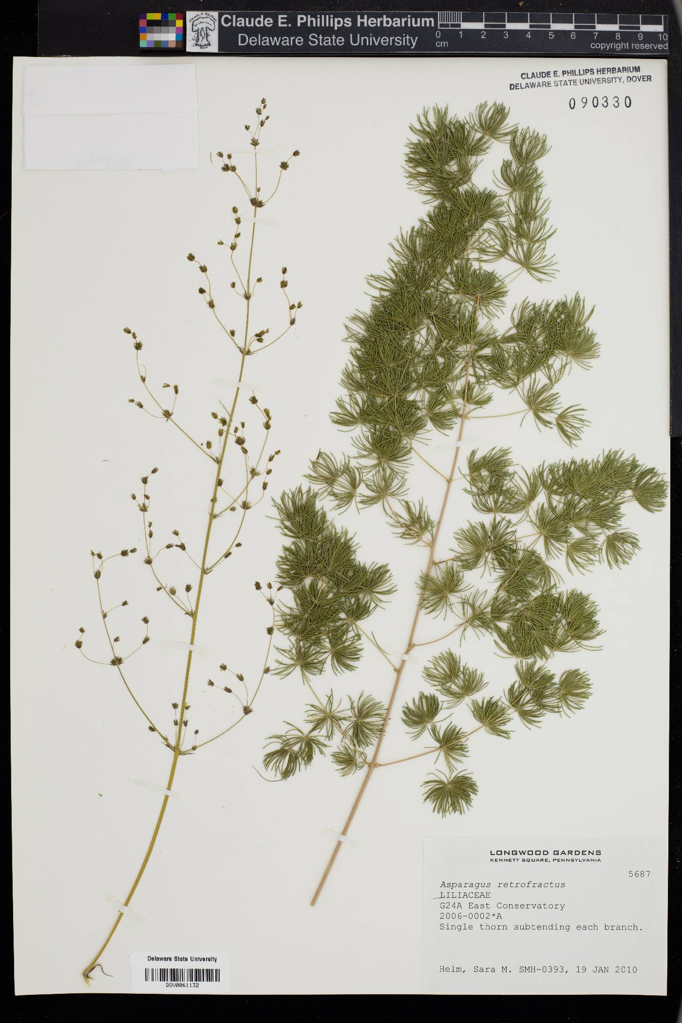 Asparagus retrofractus image