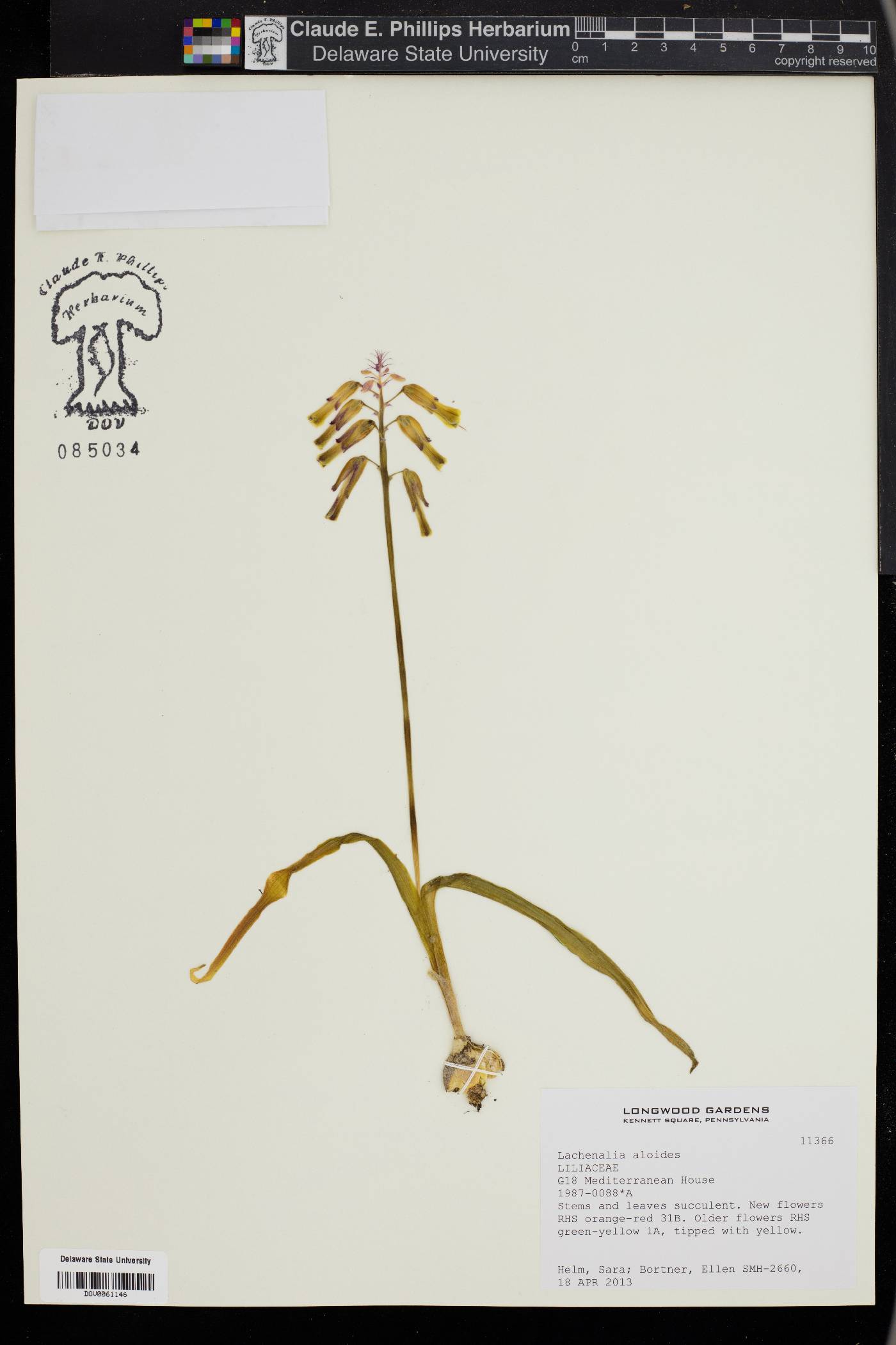 Lachenalia aloides image