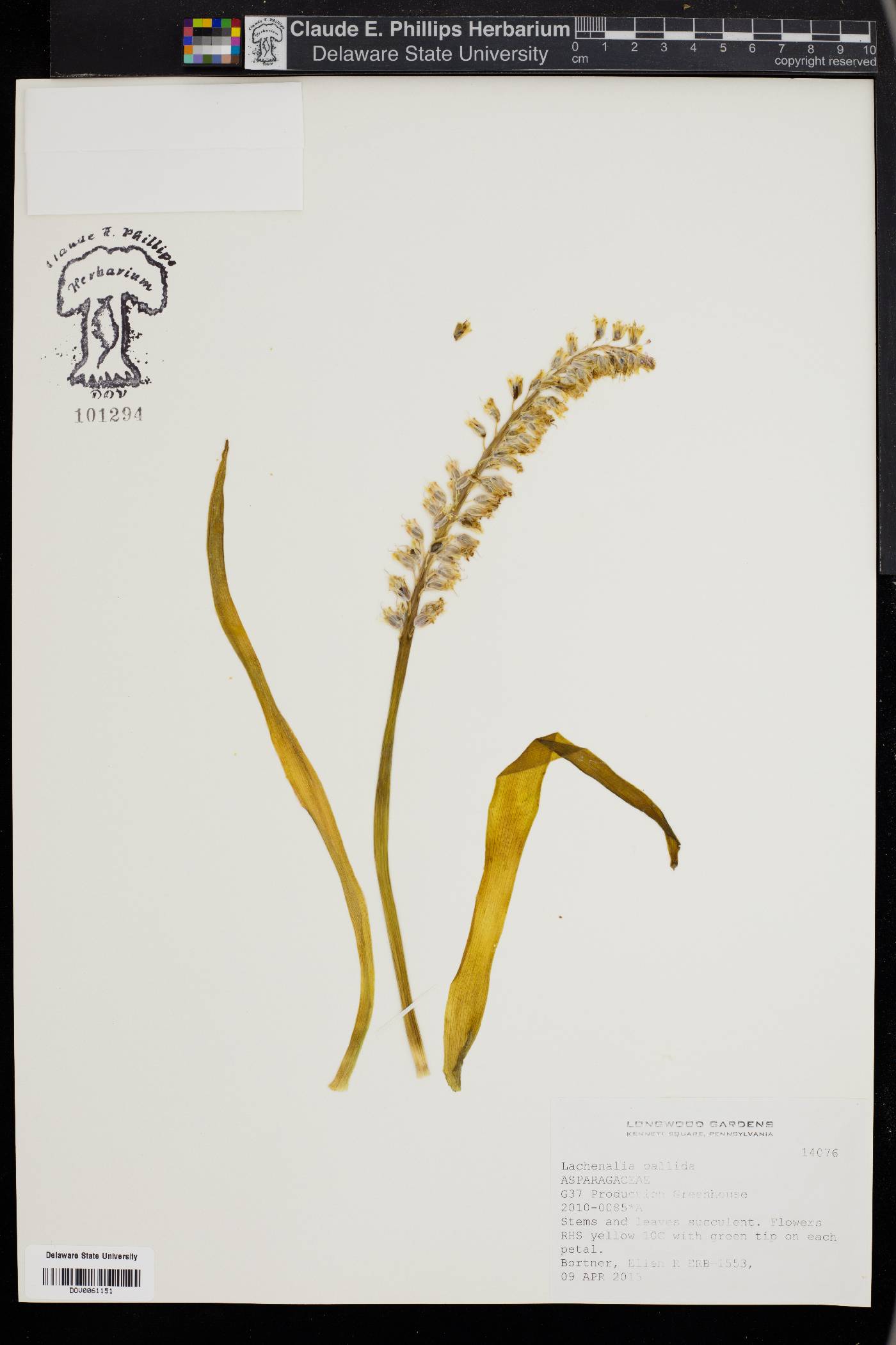 Lachenalia pallida image