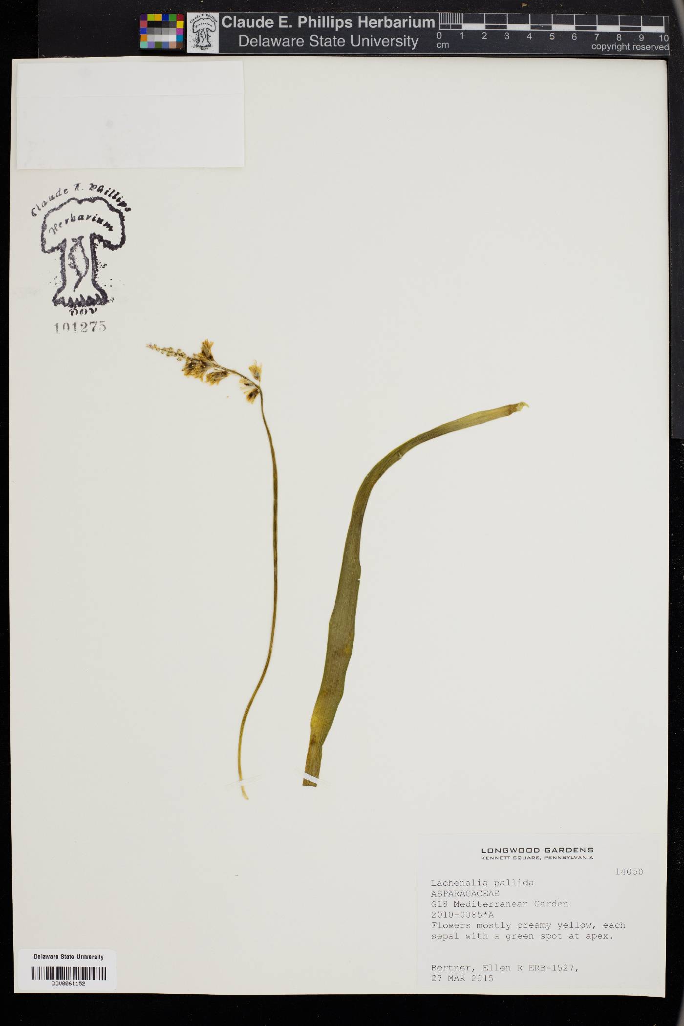 Lachenalia pallida image