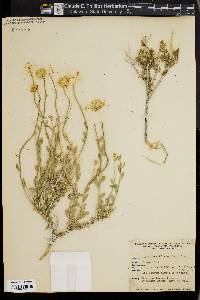 Acamptopappus shockleyi image