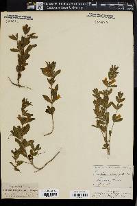 Calophanes oblongifolia image