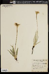 Agoseris glauca image