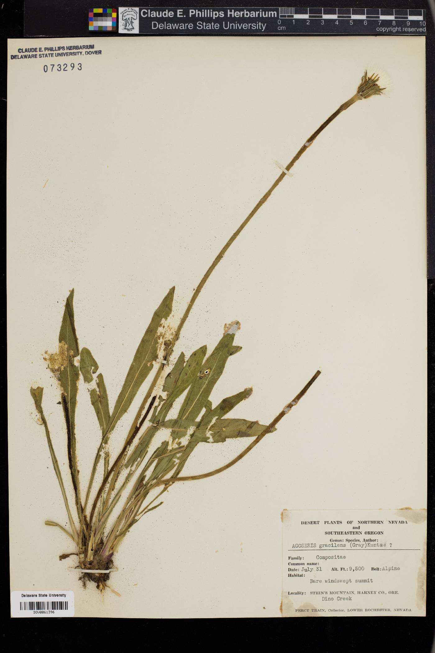 Agoseris gracilens image