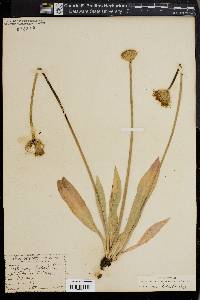 Agoseris grandiflora image