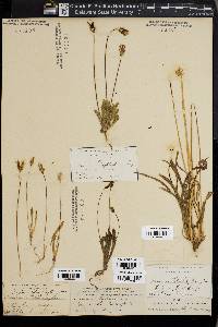 Agoseris heterophylla image