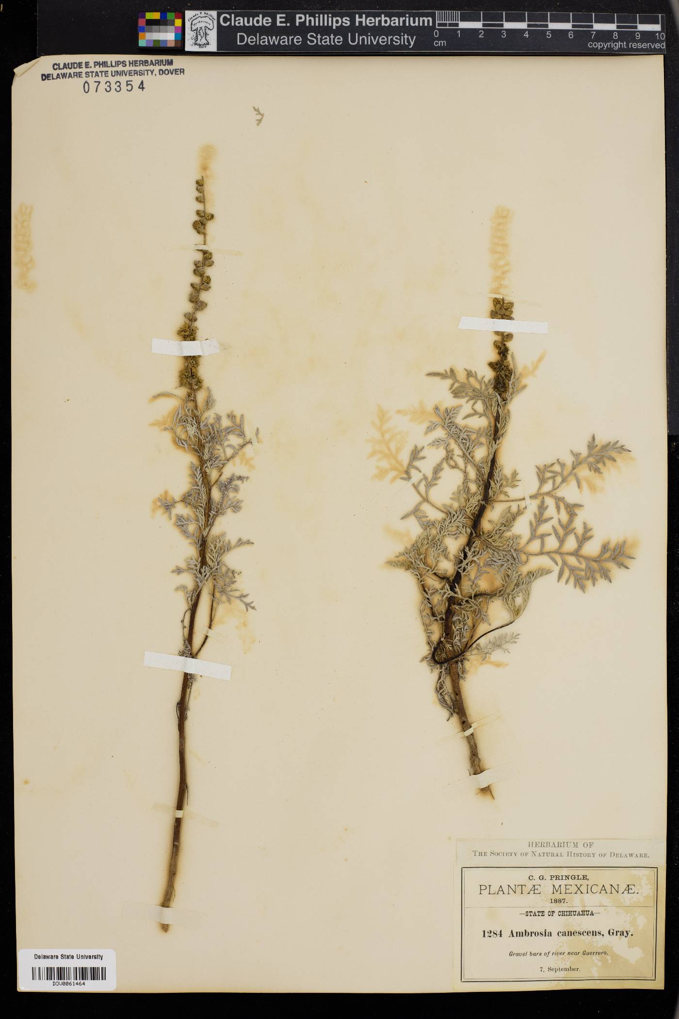 Ambrosia canescens image