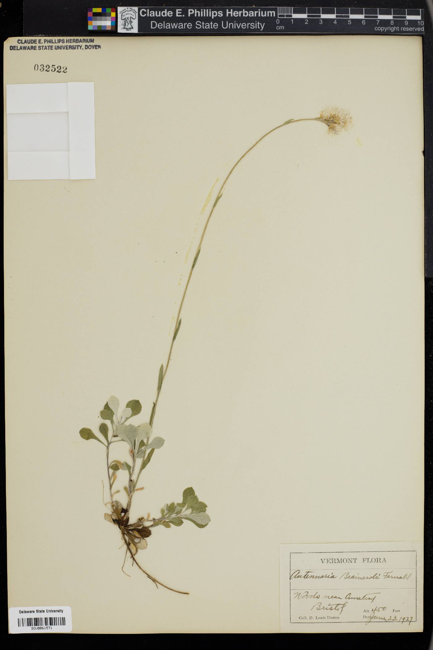 Antennaria brainerdii image