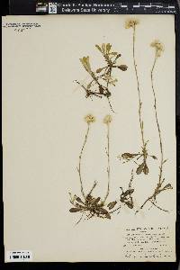 Antennaria canadensis image