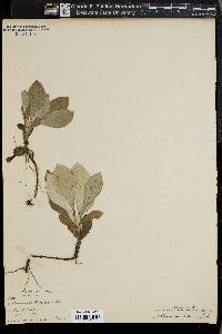 Image of Antennaria greenei